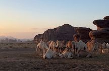 (Bajdah) Hisma Desert and NEOM Wildlife Reserve 