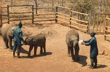 Ultimate Lusaka 8H: Culture, History & Baby Elephant Sanctuary