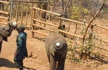 Ultimate Lusaka 8H: Culture, History & Baby Elephant Sanctuary