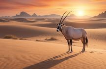 Doha Full Package VIP Desert Tour with Professional Driver