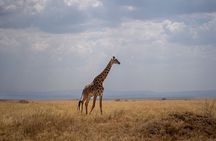 7 Day Wildebeest Calving Migration Safari