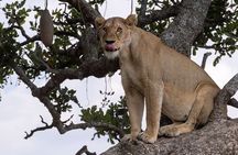 7 Day Wildebeest Calving Migration Safari