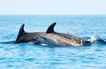 Dolphin Watching Boat Excursion to Figarolo Island from Olbia