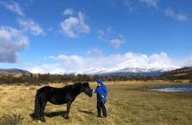Bird Watching and Fauna in Chilean Patagonia Private Tour 