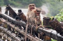 Athirappilly Waterfalls Day Trip from Kochi with Transfers