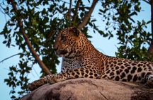 Yala sunrise half day by NPA Leopard Safari