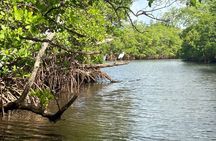 Fort Lauderdale Kayak and Paddleboard Mangroves Eco Adventure