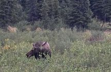 Fire & Ice: Chena Hot Springs, Ice Museum + Aurora Adventure 