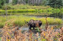 Fire & Ice: Chena Hot Springs, Ice Museum + Aurora Adventure 