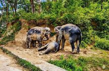 Phuket Ethical Elephant Sanctuary Guided Tour and Hotel Transfers