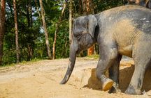 Phuket Ethical Elephant Sanctuary Guided Tour and Hotel Transfers