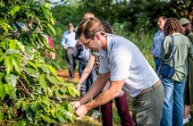 Coffee Farm Tour (Fairview)