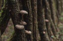 Oita: Shiitake Mushroom Farm Tour & Tasting