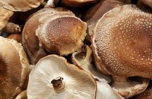 Oita: Shiitake Mushroom Farm Tour & Tasting