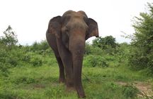 Udawalawe National Park Safari Tours