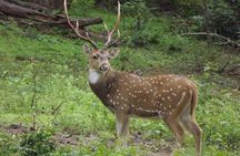 Udawalawe National Park Safari Tours