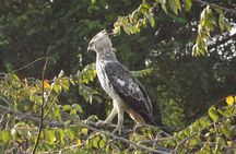 Udawalawe National Park Safari Tours