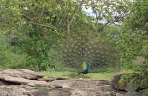 Udawalawe National Park Safari Tours