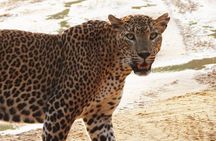 Sri Lanka Yala National Park Wildlife Private Tour 