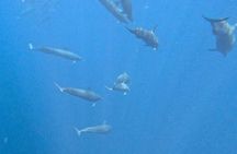 CR Tamarindo Catamaran Tour – Sunset Cruise, Open Bar & Snorkel