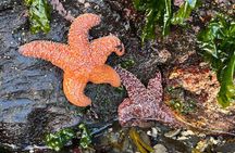 Private Tour: Rainforest, Wildlife, Waterfalls, Totem Poles...