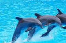 Zanzibar : MNEMBA ISLAND SNORKELING ,DOLPHIN TOUR & LUNCH 