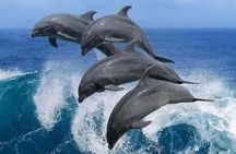 Zanzibar : MNEMBA ISLAND SNORKELING ,DOLPHIN TOUR & LUNCH 