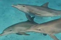 Zanzibar : MNEMBA ISLAND SNORKELING ,DOLPHIN TOUR & LUNCH 