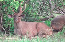 Full-Day Safari Yala National Park 5am-6pm