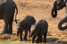 Full-Day Safari Yala National Park 5am-6pm