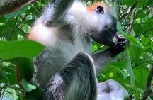 Turtles at Salam cave,Jozani forest and Paje beach.