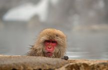 Snow Monkey Park & Zenkoji Private Tour (Customizable)