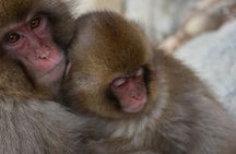 Snow Monkey Park & Zenkoji Private Tour (Customizable)