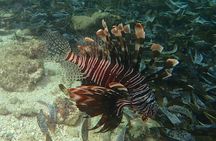 Half Day Dive Trip for Certified Divers