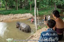 2-Hour Guided Eco-Tour & Transfer to Khaolak Elephant Sanctuary