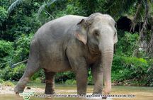2-Hour Guided Eco-Tour & Transfer to Khaolak Elephant Sanctuary