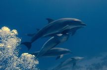 Hurghada Diving for Certified Diver with Lunch Drinks Transfer