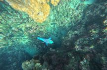 Snorkeling Escape to Daymaniyat Islands 5Hrs Tour from Muscat