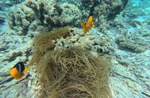 Snorkeling Escape to Daymaniyat Islands 5Hrs Tour from Muscat