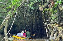 Khao Lak Elephant Sanctuary Visit and Mangrove Kayak Tour