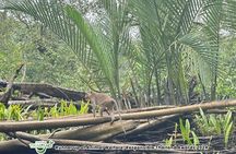 Khao Lak Elephant Sanctuary Visit and Mangrove Kayak Tour
