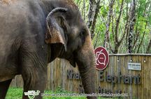 Khao Lak Eco-Safari: Elephants, Tsunami Museum, and Turtles