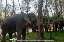 Khao Lak Eco-Safari: Elephants, Tsunami Museum, and Turtles