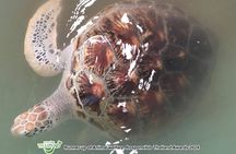 Khao Lak Eco-Safari: Elephants, Tsunami Museum, and Turtles