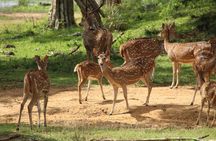 All inclusive 12 Hour Wilpattu National Park Safari