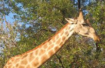 Game Drive in Mosi Oa Tunya National Park