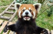  Dujingyan Panda tour option Giant panda or Red Panda Keeper 