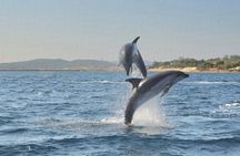 Dolphin Watching Tour with Snorkeling from Olbia