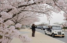 Washington DC Monument's Cherry Blossom Guided E-Cart Tour