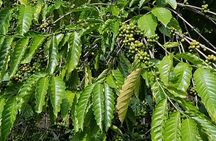 City Tour Beyond the Resort Lifestyle - Chocolate & Cigar Tour